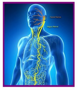 vagus nerve in the body